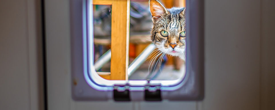 Een kat kijkt door een kattenluikje | Dit is de tijd van doen | a.s.r.