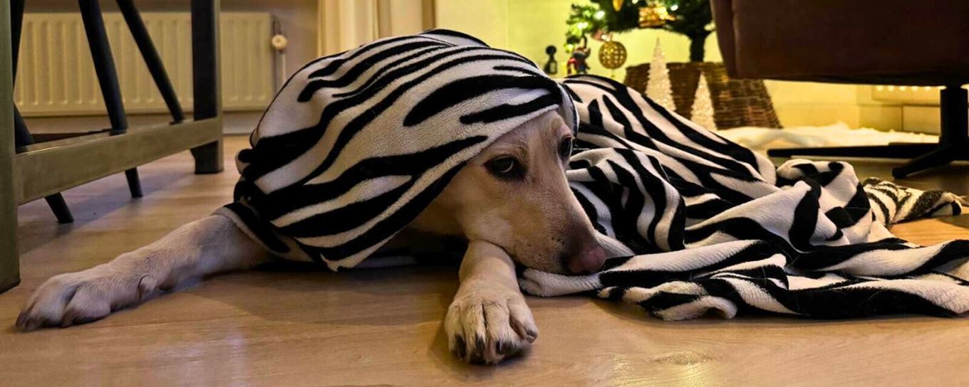 Een blonde labrador ligt zielig onder een dekentje. op de achtergrond een kerstboom