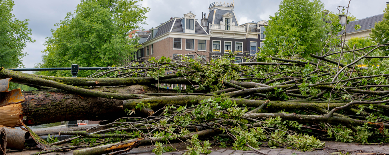 Een flinke boom is omgevallen door storm en is op straat beland