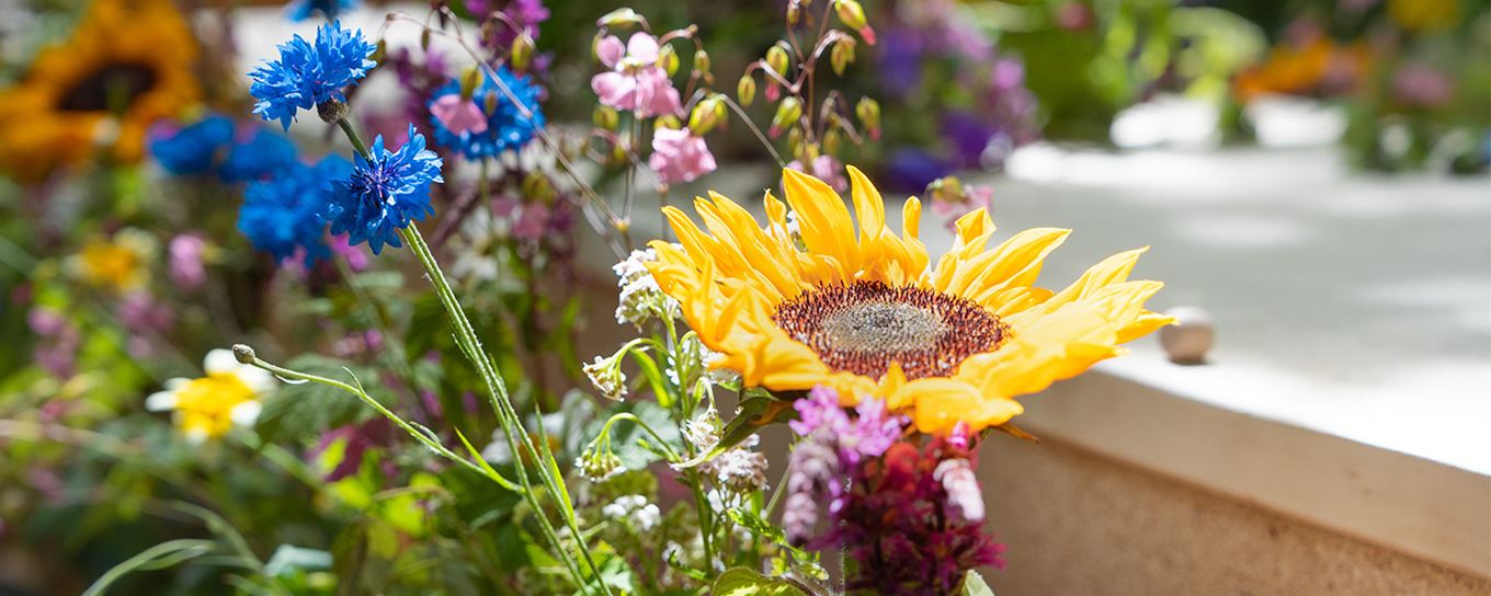 Verschillende kleuren wildbloemen