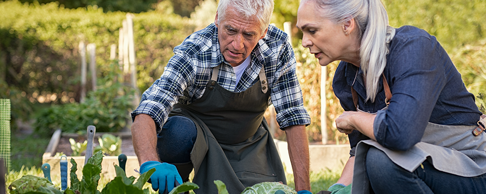 mensen werken in de moestuin